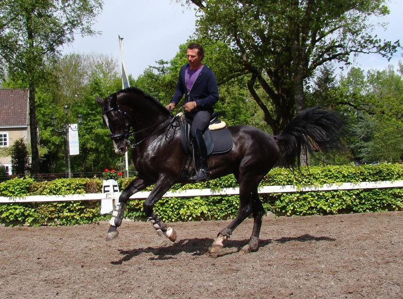 Oyun-Shael - Akhal-Teke Dressage Stallion